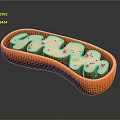 modern eukaryotic cell cross section cell structure cell tissue 3d model
