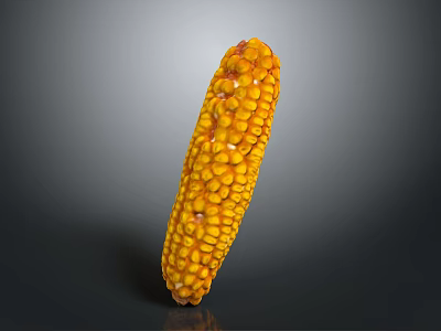 Fresh Yellow Corn Cob With Plump Juicy Kernels On Gray Background 3d model