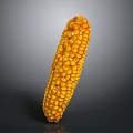 Fresh Yellow Corn Cob With Plump Juicy Kernels On Gray Background