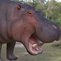 Hippopotamus Aquatic Animal With Open Mouth Showing Large Teeth In Water Habitat