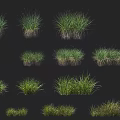 Various Types of Green Grass Clumps with Different Sizes for Landscaping Design