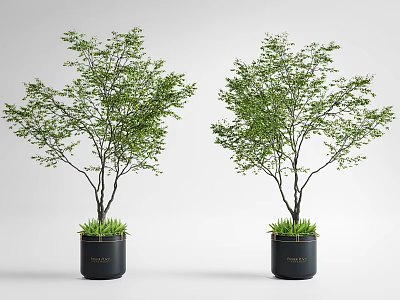 Potted Arbor Trees With Green Leaves In Black Planters On White Background 3d model