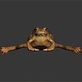 Brown Toad With Textured Skin Lying On Smooth Dark Surface With Reflection