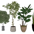 Bonsai Potted Plants With Various Green Foliage In Ceramic And Woven Planters