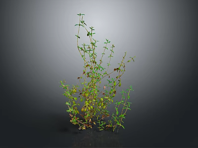 Green Leafy Plant With Slender Branched Stems And Small Leaves On Dark Background 3d model