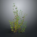 Green Leafy Plant With Slender Branched Stems And Small Leaves On Dark Background