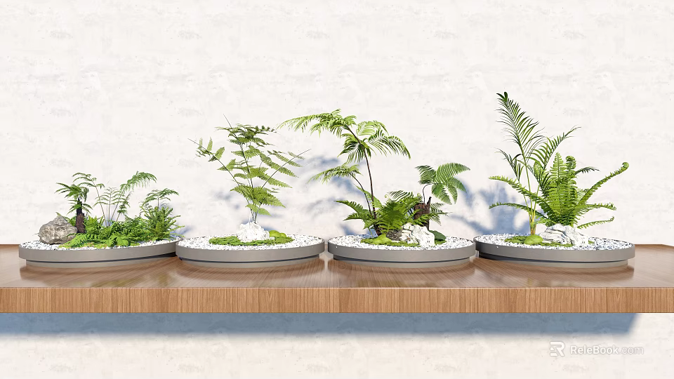 Bonsai Plants On Wooden Shelf With White Wall Green Plants Gray Pots And White Pebbles 3d model 