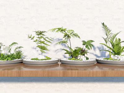 Bonsai Plants On Wooden Shelf With White Wall Green Plants Gray Pots And White Pebbles 3d model