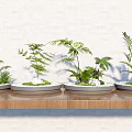 Bonsai Plants On Wooden Shelf With White Wall Green Plants Gray Pots And White Pebbles