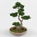 Artistic Bonsai Plants with Curved Trunks Exposed Roots and Green Foliage for Indoor Decor