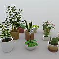 Collection of Diverse Potted Indoor Plants with Succulents Orchids and Leafy Varieties