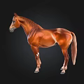 Brown Horse 3D Model Standing On Black Background With Detailed Muscles