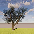 Deciduous Tree On Green Grass With Brown Trunk Branches Blue Sky White Clouds