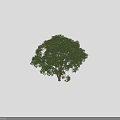 Tall Arbor With Lush Green Leaves Double Trunk And Human Silhouette Isolated On Black Background