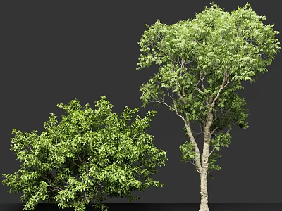 Two Lush Green Arbors With Thick Trunks And Dense Foliage In Natural Scene 3d model