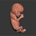 Red Fetus Model Curled Up with Hands Near Face on Black Background
