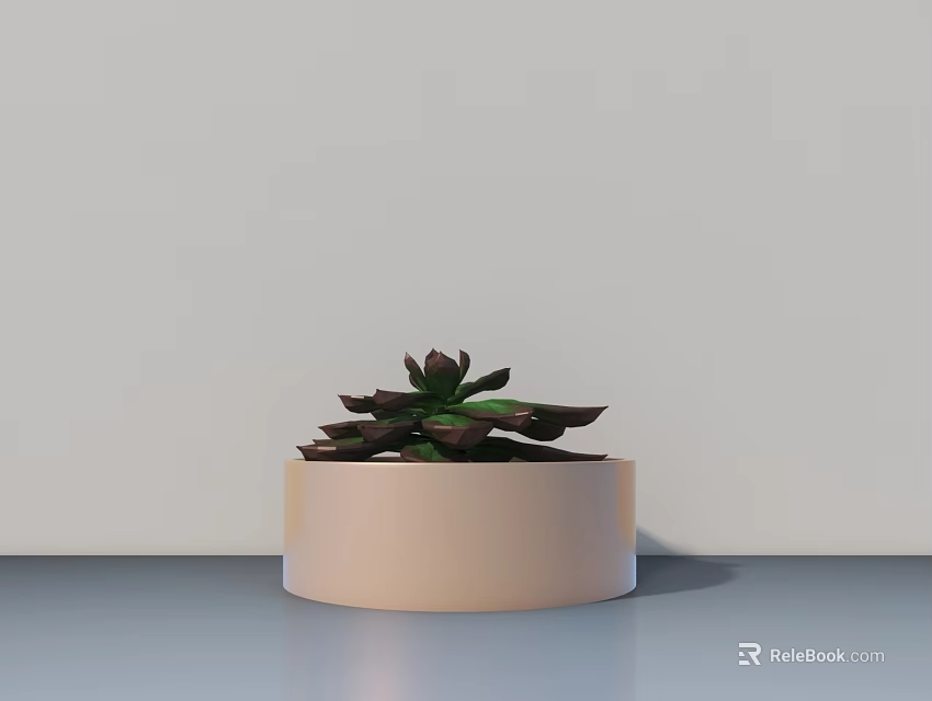 Succulent Bonsai Plant in Light Round Pot on Gray Tabletop with Light Wall 3d model 