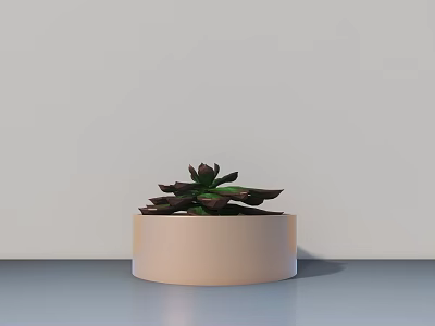 Succulent Bonsai Plant in Light Round Pot on Gray Tabletop with Light Wall 3d model