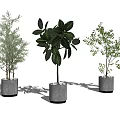 Various Bonsai Potted Plants with Different Green Leaves in Gray Concrete Pots