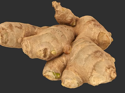 Detailed Ginger Plant Painting Artwork For Natural Home Decor Design 3d model