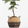 Indoor Bonsai Plant With Lush Green Broad Leaves In Woven Basket Pot
