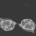 Human Chest Organ Anatomical Model Two Realistic Heart Structures With Blood Vessels