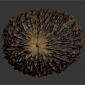 Rustic Dried Fruit With Textured Brown Surface And Circular Shape