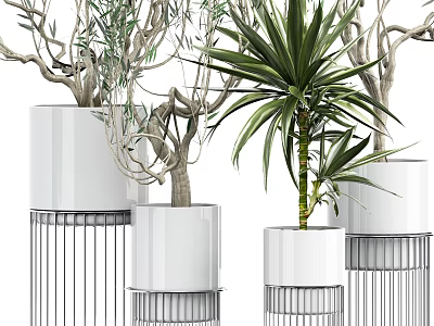 Bonsai Potted Plants In White Pots With Metal Stands For Indoor Decorative 3d model