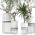 Bonsai Potted Plants In White Pots With Metal Stands For Indoor Decorative