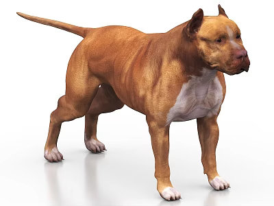 Muscular Brown Dog Standing With White Chest And Paws On White Surface 3d model
