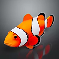 Vibrant orange and white striped clownfish with black fins and reflection on gray background