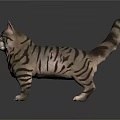 Detailed Striped Cat 3D Model Standing on Black Background with Reflection