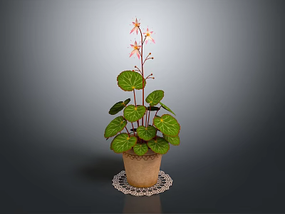 Green Potted Plant With Red Veined Leaves And Pink Flowers On White Lace Doily 3d model