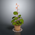 Green Potted Plant With Red Veined Leaves And Pink Flowers On White Lace Doily