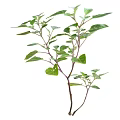 Natural Fresh Green Herb Plant With Multiple Stems And Lush Leaves