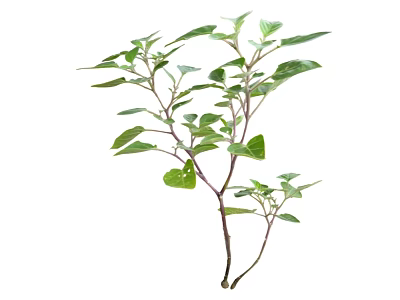 Natural Fresh Green Herb Plant With Multiple Stems And Lush Leaves 3d model
