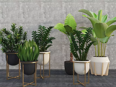 Potted Plants with Large Green Leaves in Ceramic Pots on Metal Stands Against Concrete Wall 3d model