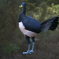 Flying Animal With Blue Head Black Back White Belly Blue Legs In Natural Grassland Habitat