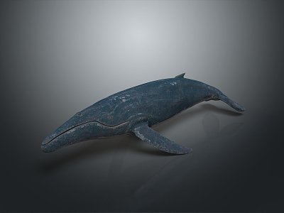 whale cartoon whale mammal marine mammal marine animal fish freshwater fish marine fish model