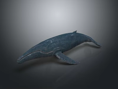 Blue Whale Realistic 3D Model With Detailed Texture And Lifelike Pose Against Gray Gradient Background 3d model