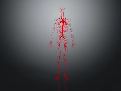Modern Human Arteries Human Blood Vessels Blood 3d model