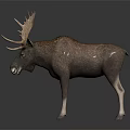 Moose With Large Antlers Standing On Dark Background With Reflection 3d model