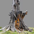 Rugged Ancient Tree With Exposed Roots And Tree Hollow In Grass