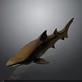 Realistic Brown Spotted Shark 3D Model With Detailed Design And Dark Background Reflection