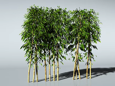Tall Bamboo Plants With Lush Green Leaves In Natural Garden Scene 3d model