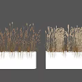 Dried Grass Potted Plants in White Rectangular Pots on Gray Background 3d model