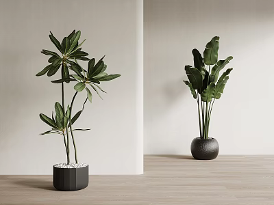 Potted Plants With Green Leaves In Black Pots On Wooden Floor And Light Wall 3d model
