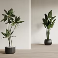 Potted Plants With Green Leaves In Black Pots On Wooden Floor And Light Wall