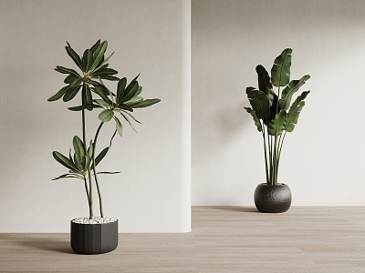 Floor-standing potted plant with green tree 3d model