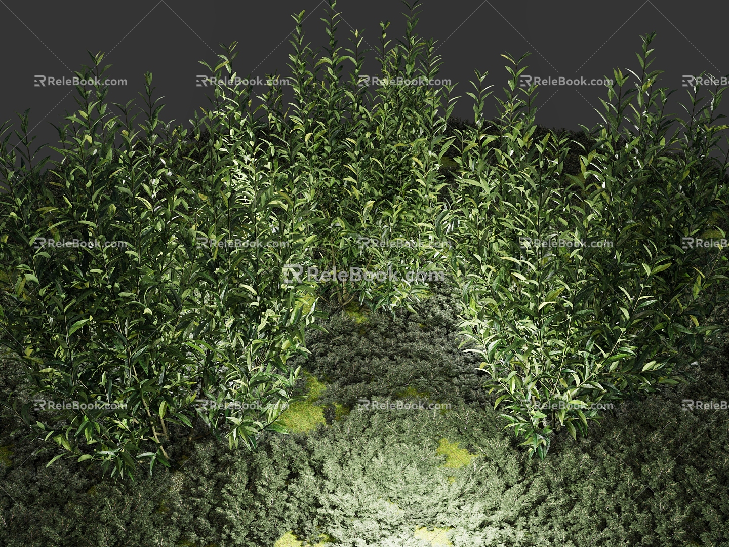 shrub garden landscaping plant park plant sketch plant ornamental plant 3d model